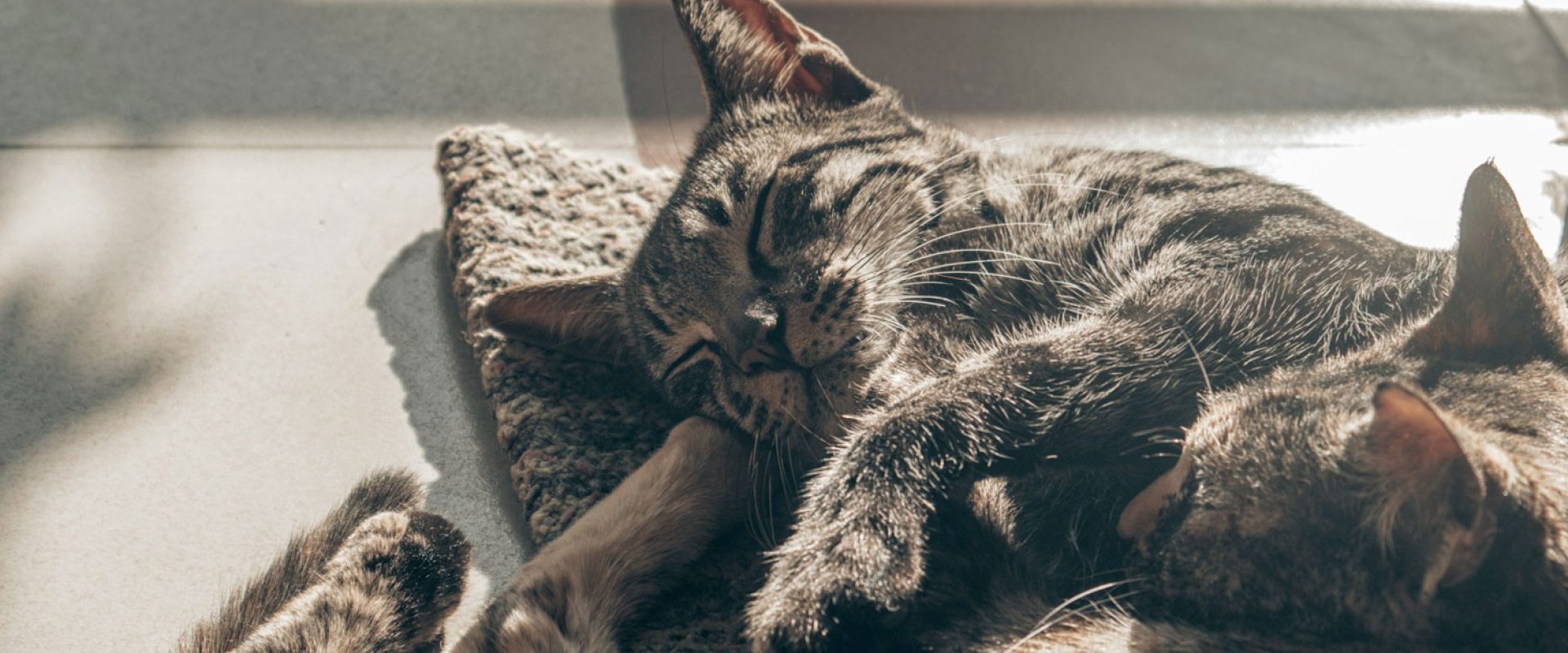 ghost-sWmoF9b3rcQ-unsplash